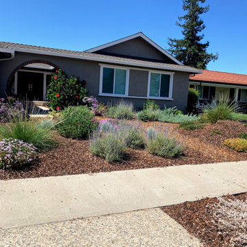 Lawn Alternative Plantings