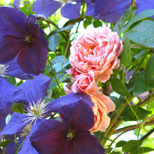 Clematis and Roses