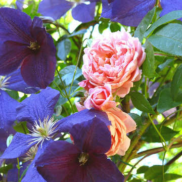 Great Plant Combinations