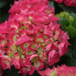 Cityline&reg; Vienna Bigleaf Hydrangea - Plants
