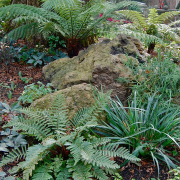 Vibrant Piedmont Front Yard