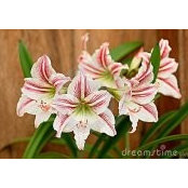 Amaryllis Bloom's photo