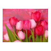 Kim Soucek's photo