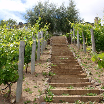 Residiential private vineyards designed, constructed, installed and managed