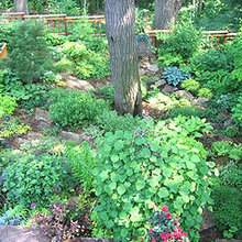 Woodland Garden