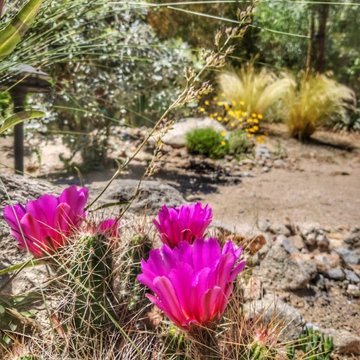 Southwest Design with Desert Native Plants