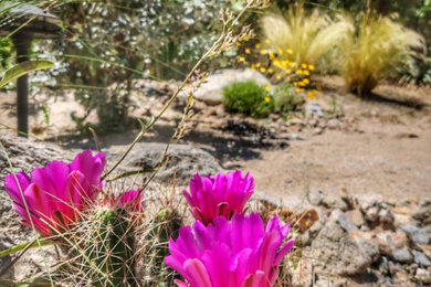 Photo of a drought-tolerant and full sun backyard landscaping in Las Vegas.