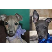 Chilly Penny's photo