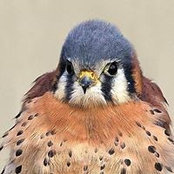 Deb Tracy-Kral's photo