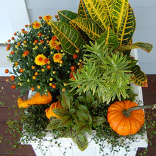 Plants