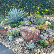 Succulent Landscapes