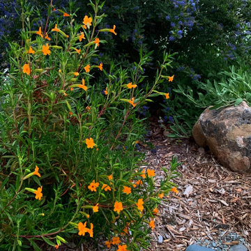 California Native Garden and Bioswale