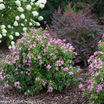 Oso Happy® Smoothie Landscape Rose