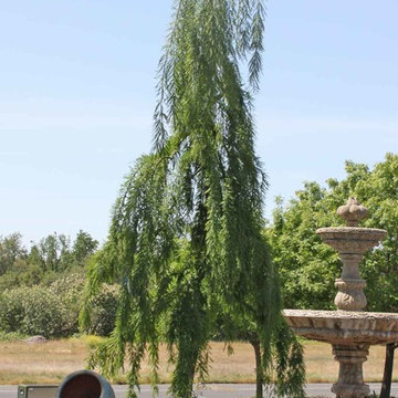 Specimen Plants