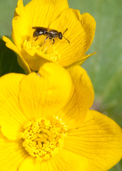 by Pollination Press LLC