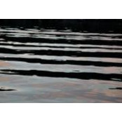 Tom Whitmore's photo
