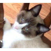 Terri Flom Bibeau's photo