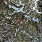 Maureen Bohlander's photo