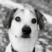 Warren Stevens's photo