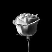 VL Tran's photo