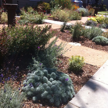 Formal Garden with low water plants to replace traditional Cottage plants