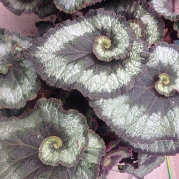 Spiral Inspiration