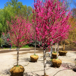 Oklahoma Redbud - Products