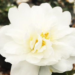 Current Featured Plants - Products