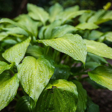 Hosta