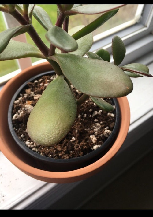 Whats wrong with my plant?