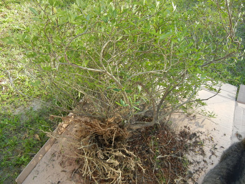 Trailing Gardenia roots-Ok or diseased?