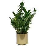 Scape Supply - Live 3' Zamioculcas Zamiifolia (ZZ) Package, Gold - The Zamioculcas Zamiifolia is often referred to as the ZZ Plant due to its wild sounding name.  This thicker ZZ package includes a 16 inch commercial quality plastic planter that stands between 36-40 inches tall.  The ZZ plant at this size has taller branches that will eventually open out as the plant grows (over a year).  The leaves are a lovely rounded shape that are thicker and more plump than most.  The ZZ  is very hearty, requiring less water  and can handle areas of low light.  This package goes well with any interior design style and definitely brings an interesting look to your individual aesthetic.  It has become a very popular plant in the last couple of years and is nice option for a medium sized foliage for your home.