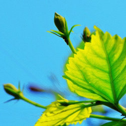 Fine Art Photography - Digital paintings - Products