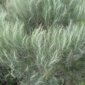 Sand Sagebrush