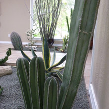 plants near hot tub