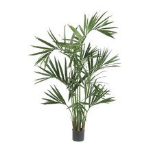 plants
