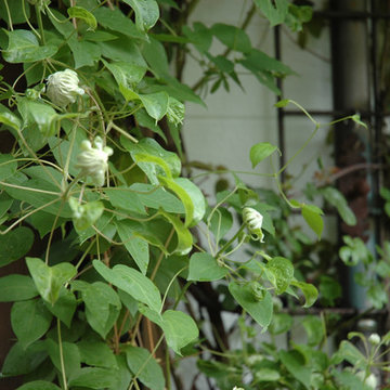 小さな森