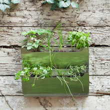 Herb Growing Options