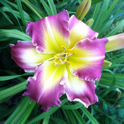 Daylilies - Products