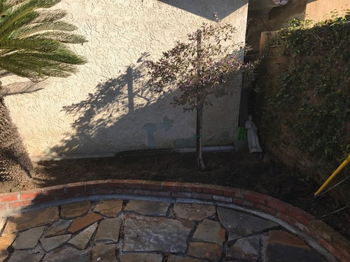 PLANTING NEW BACKYARD