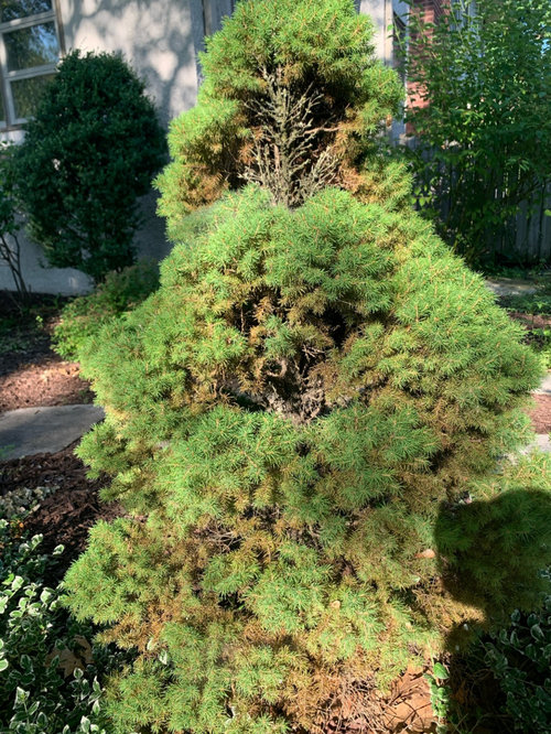 Pine tree turning brown