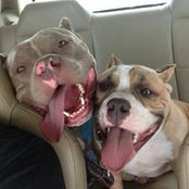 CforCat DforDog's photo