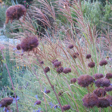 Salvia clevelandii