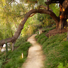 Native & Wild Gardens