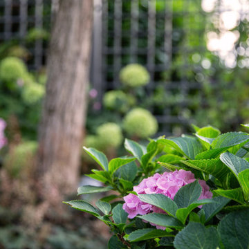 Hausgarten klein aber fein