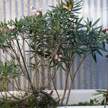 My Houzz: Nature-Inspired Home for Work and Play in New Orleans