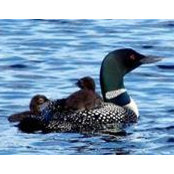 Denise Kelleher's photo