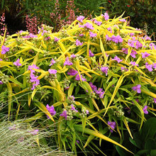 gardens