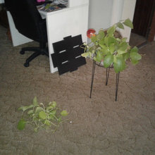 My indoor houseplants.