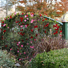 Landscape Pros